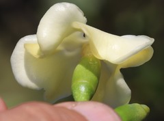 Voacanga thouarsii