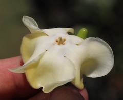 Voacanga thouarsii