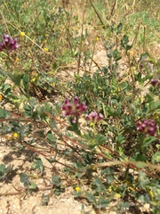 Trifolium gracilentum