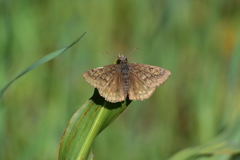Erynnis propertius