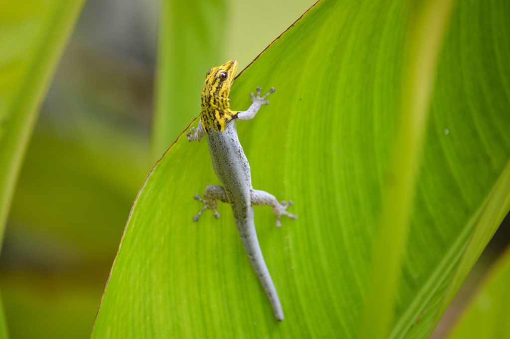 Painted Dwarf Gecko