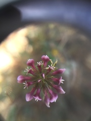 Trifolium gracilentum