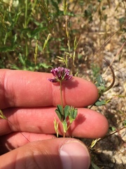 Trifolium gracilentum