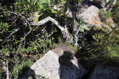 Tridactyle tridentata