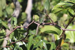 Putterlickia retrospinosa
