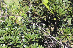 Putterlickia retrospinosa