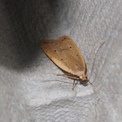 Dichomeris microsphena