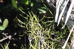 Tridactyle tridentata