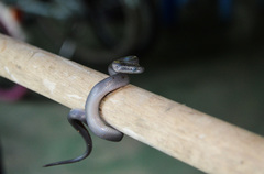Boaedon fuliginosus