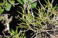 Tridactyle tridentata