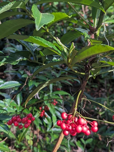 Foto de Marlberry
