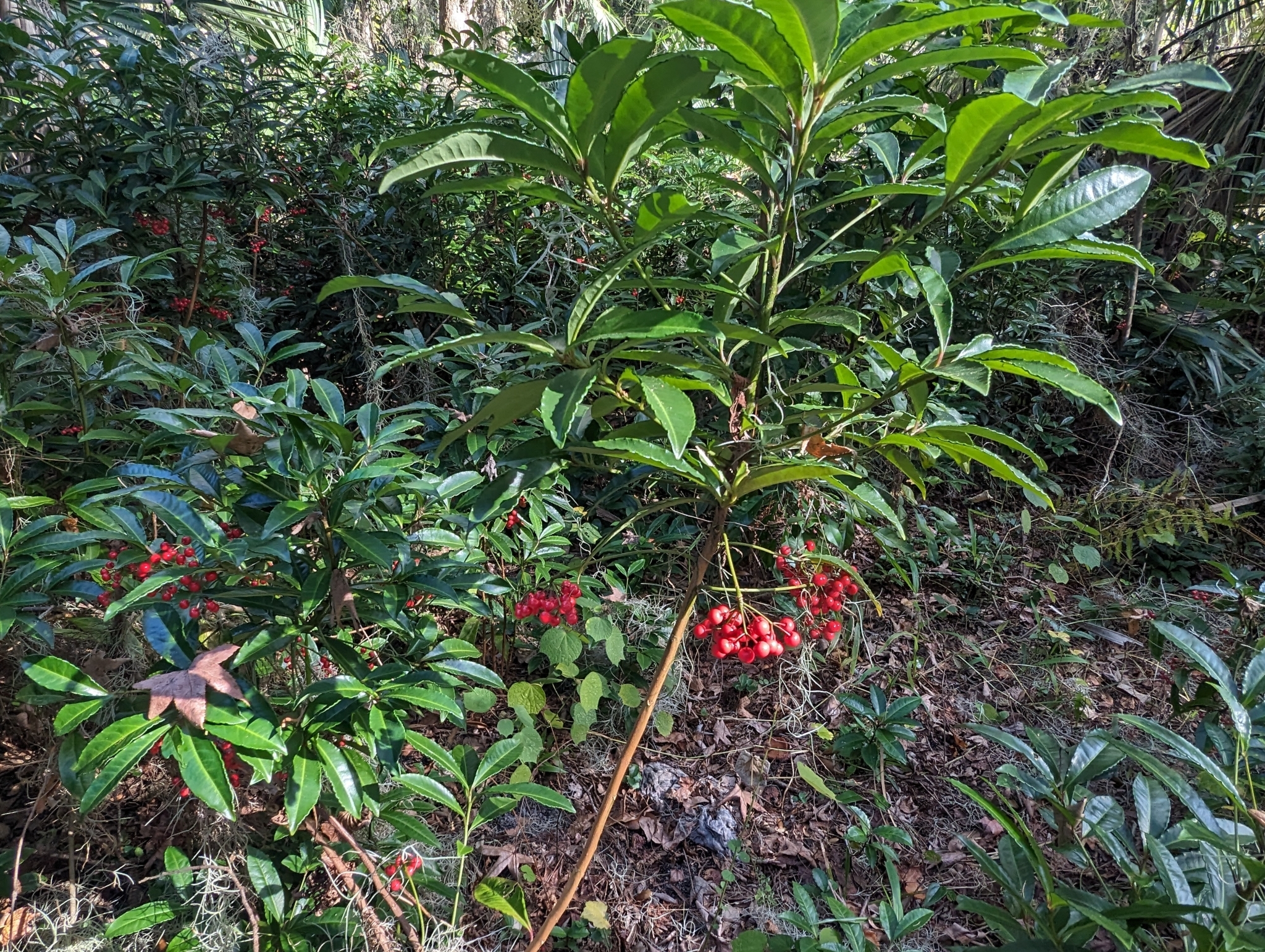 Imagem de Marlberry