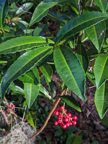 Foto de Marlberry