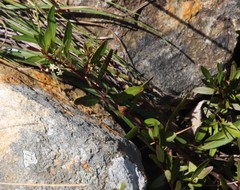 Gymnosporia bachmannii