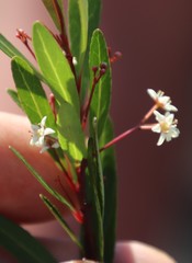 Gymnosporia bachmannii