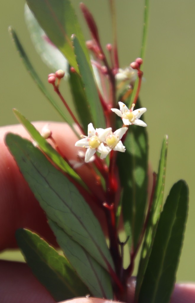 Maytenus bachmannii (Willow Maytenus)