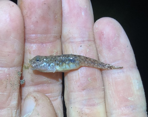 Cheekspot goby (Ilypnus gilberti) — Gobiidae