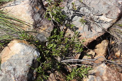 Gymnosporia bachmannii
