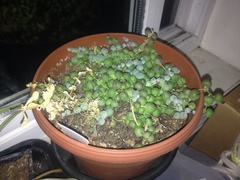 Curio rowleyanus