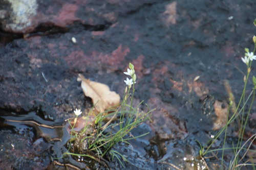 Image of Ornithogalum paludosum by (c) Tony Rebelo, some rights reserved (CC BY-SA)