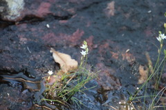 Ornithogalum paludosum, photograph (c) Tony Rebelo, some rights reserved (CC BY-SA)