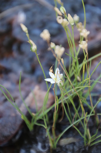 Image of Ornithogalum paludosum by (c) Tony Rebelo, some rights reserved (CC BY-SA)
