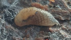Prophysaon andersonii