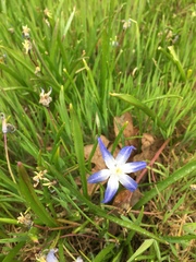 Scilla forbesii
