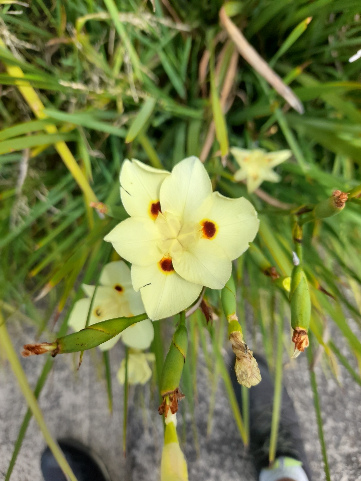 Imagem de Iris-amarelo