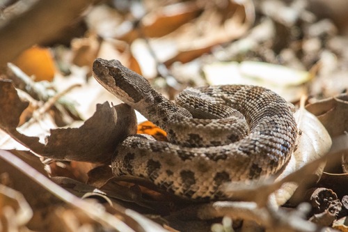 iNaturalist observation photo of Northern Pacific Rattlesnake