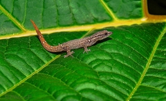 Central American Collared Geckolet photo 4