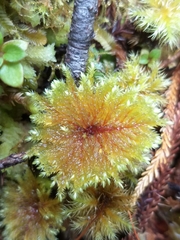 Hypnodendron arcuatum