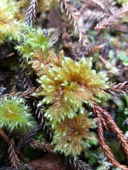 Hypnodendron arcuatum