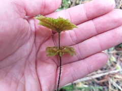 Hypnodendron arcuatum