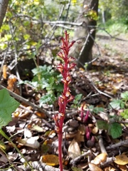 Corallorhiza maculata maculata