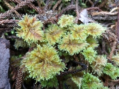 Hypnodendron arcuatum