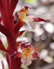 Corallorhiza maculata maculata