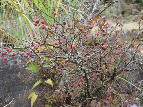 Rosa fujisanensis