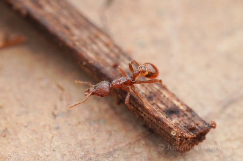 Strumigenys alectoStrumigenys alecto