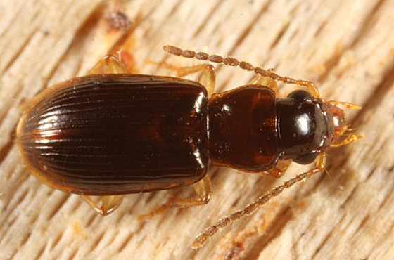 Rectangular Harp Ground Beetle