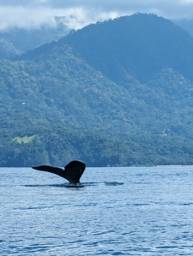 Humpback whale