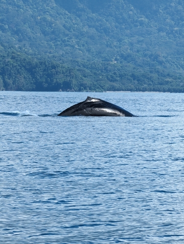 Humpback whale