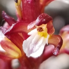 Corallorhiza maculata maculata