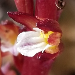 Corallorhiza maculata maculata
