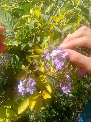Foto de Pingo-de-ouro