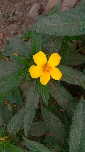 Foto de Chanana
