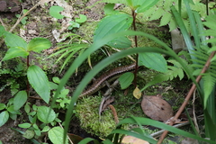 Sphenomorphus incognitus