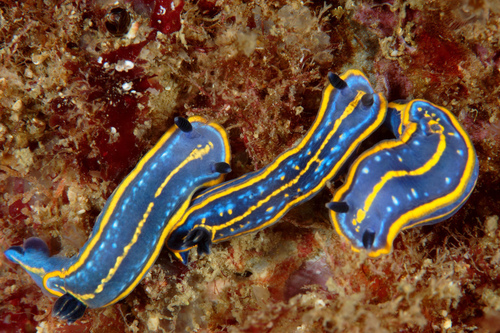 Tricolored Felimare, Sesimbra Municipality, Setubal, Portugal, photo 5 of 10