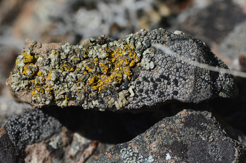 Rhizocarpon grande, 2023-06-02
