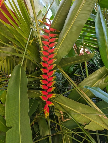 Foto de Bananeira-de-jardim
